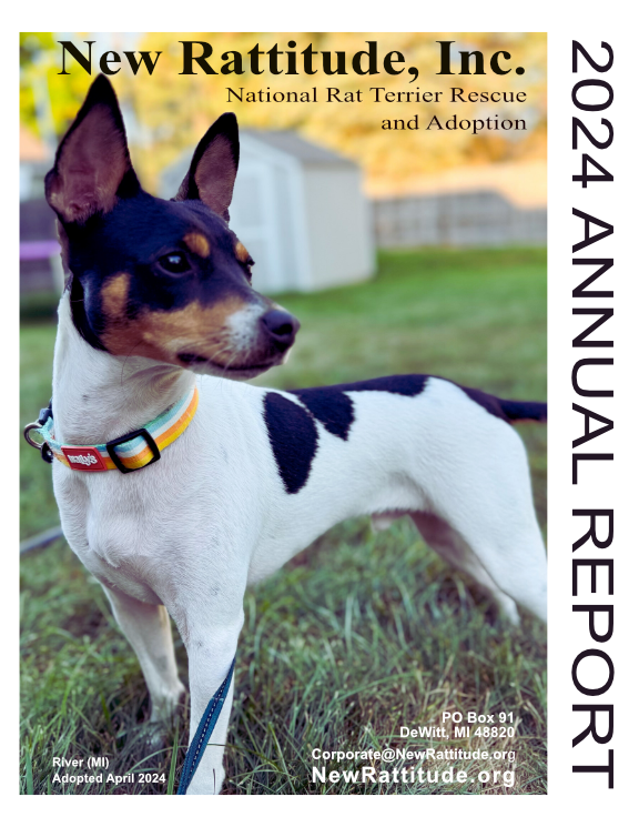 Rat Terrier picture